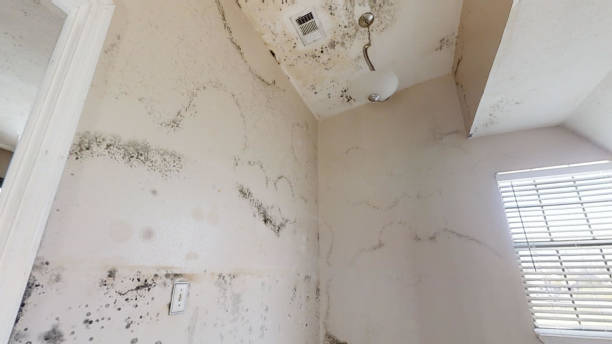 Best Mold-Related Health Consultation  in Kennedale, TX