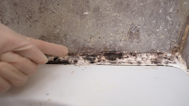Best Attic Mold Removal  in Kennedale, TX