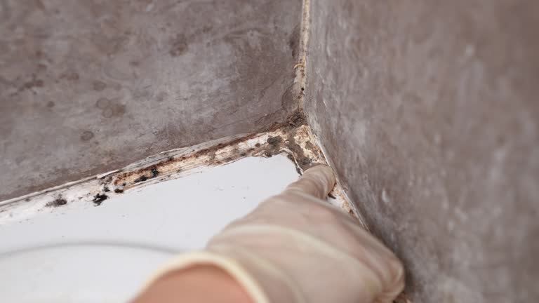Best Real Estate Mold Inspection  in Kennedale, TX