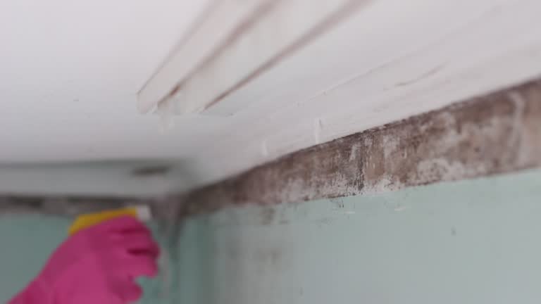 Best Asbestos and Lead Testing During Mold Inspection  in Kennedale, TX