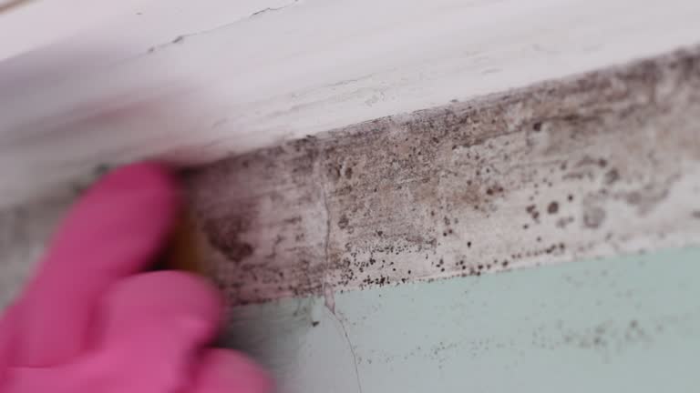 Best Mold Damage Restoration  in Kennedale, TX